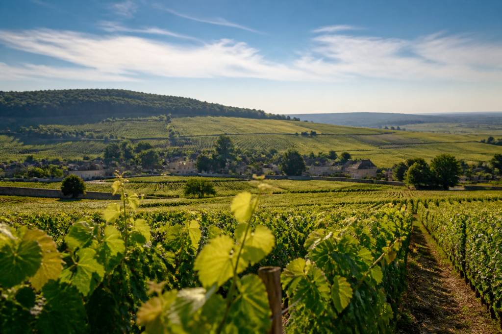 Les bourgognes : guide complet des vins de Bourgogne et des meilleurs terroirs Les bourgognes : guide complet des vins de Bourgogne et des meilleurs terroirs