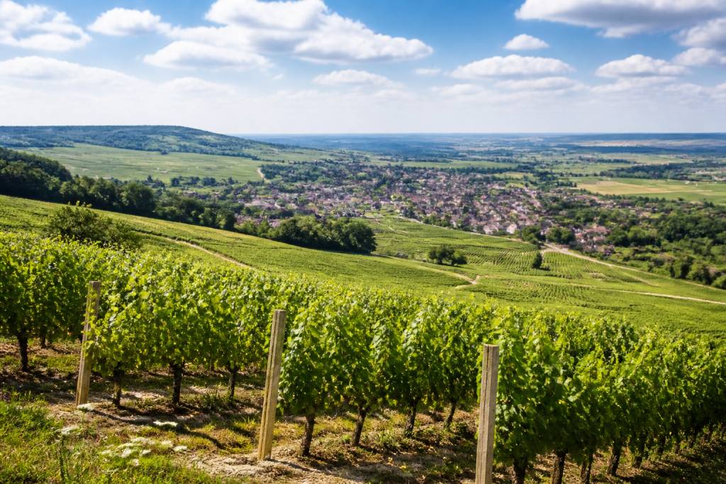 Chablis région : terroir, vins et domaines à découvrir Chablis région : terroir, vins et domaines à découvrir